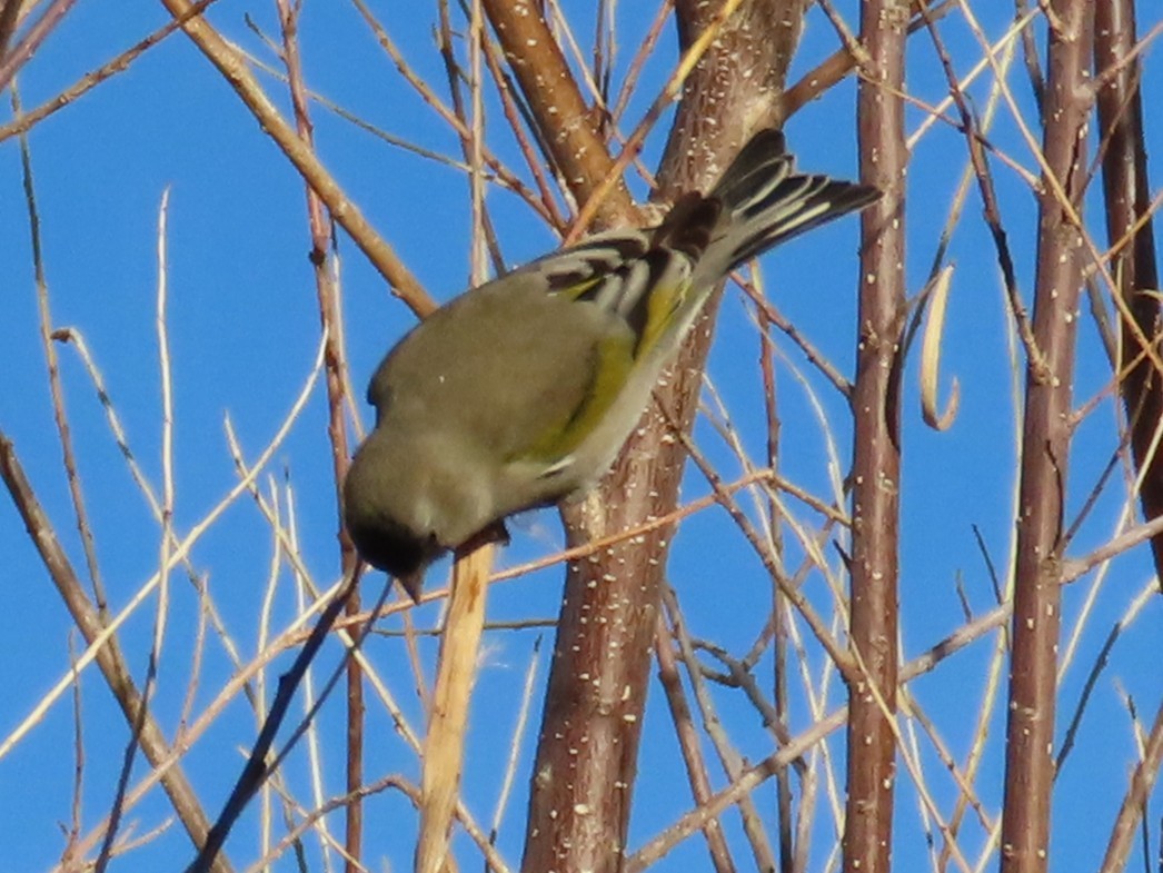 Масковый чиж - ML647387993