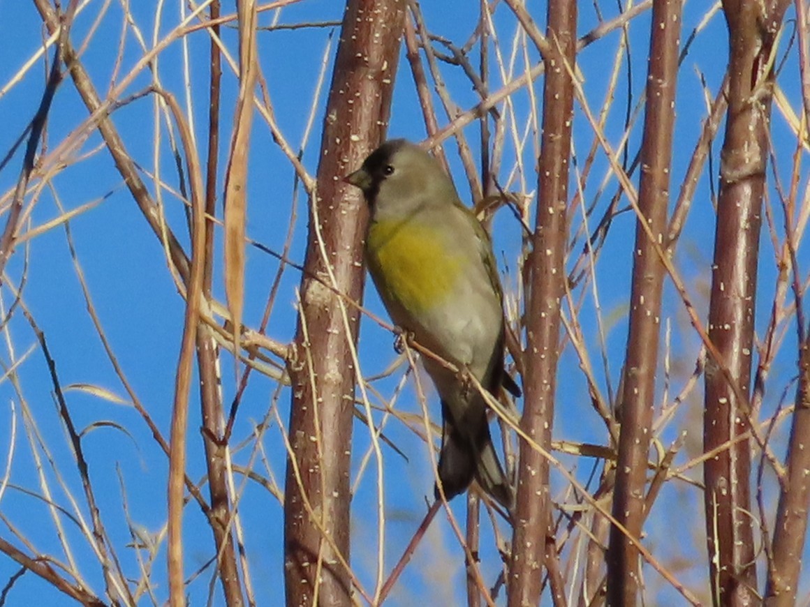 Масковый чиж - ML647387994