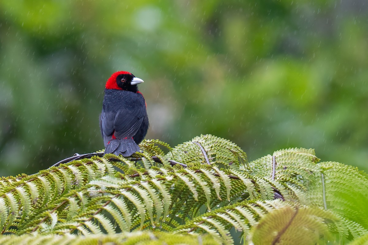 Crimson-collared Tanager - ML647387996