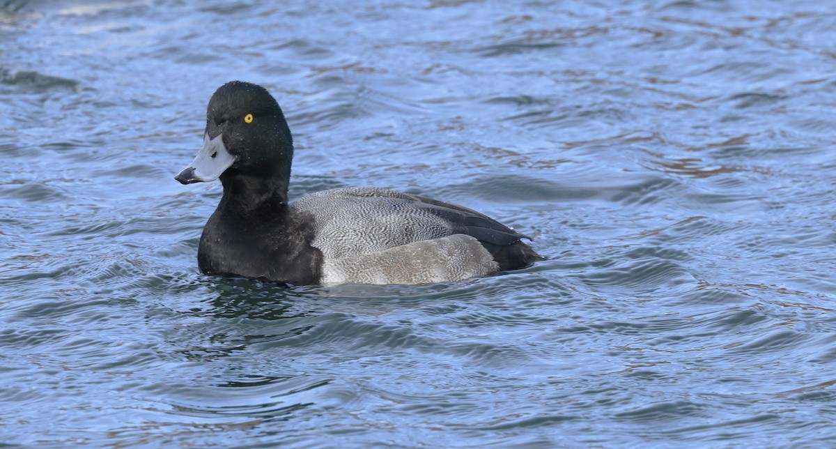 bergand - ML647387999