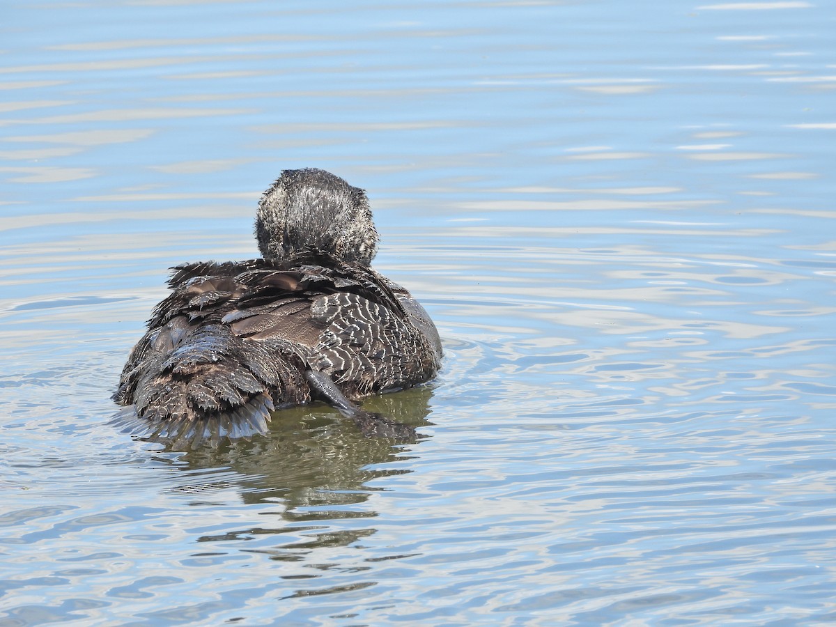 ニオイガモ - ML647388008