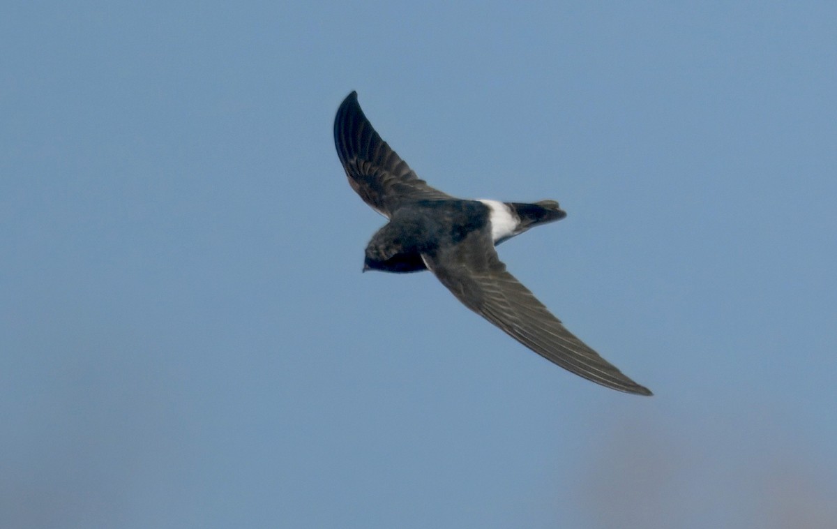 Little Swift - ML647388011