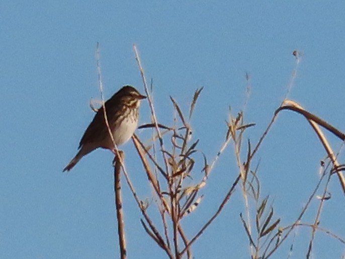 Chingolo Sabanero - ML647388015