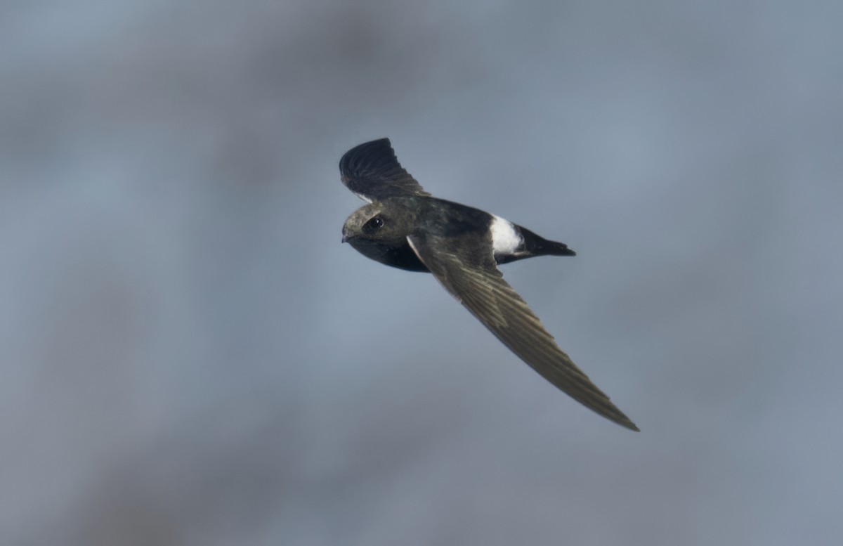 Little Swift - ML647388017