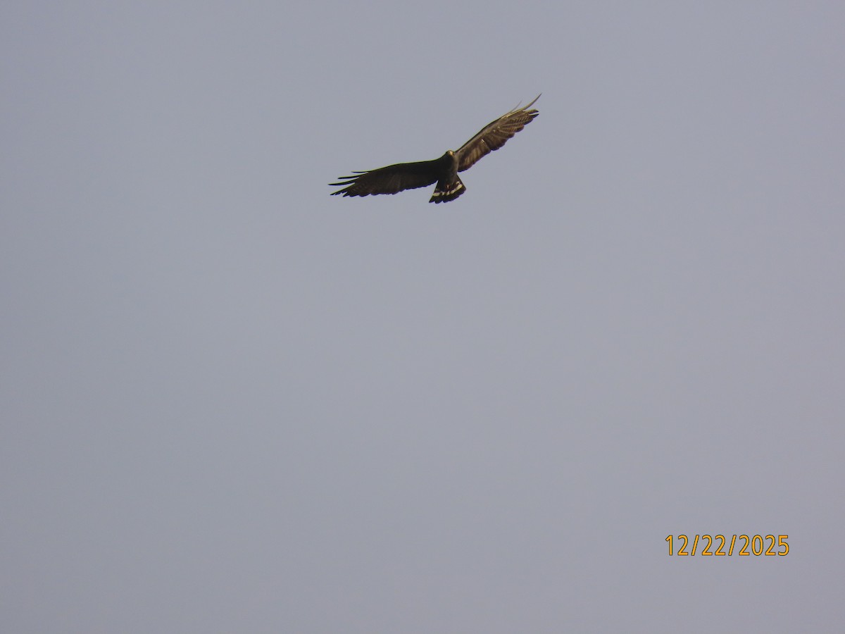 Zone-tailed Hawk - ML647388019