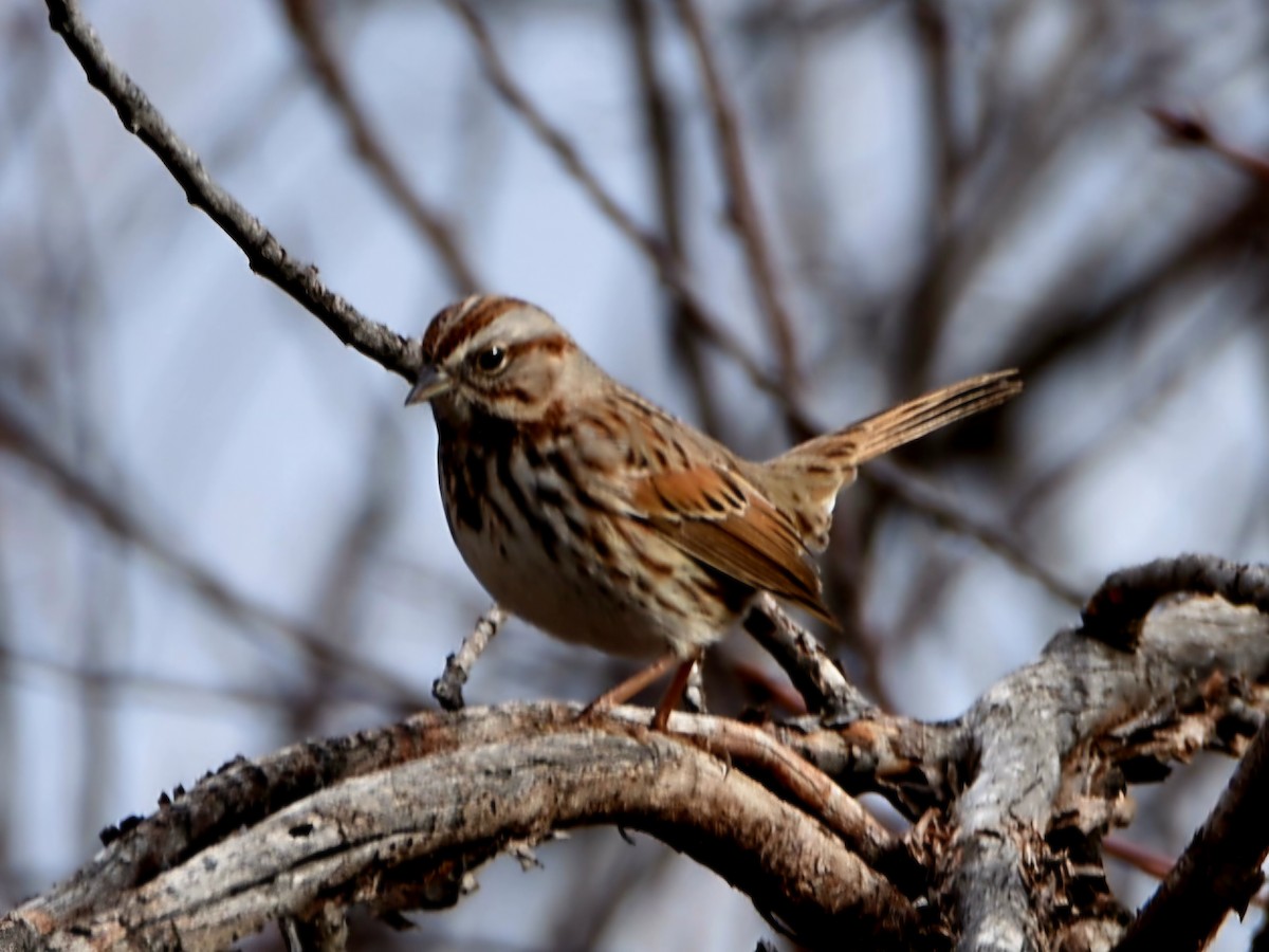 Song Sparrow - ML647388021