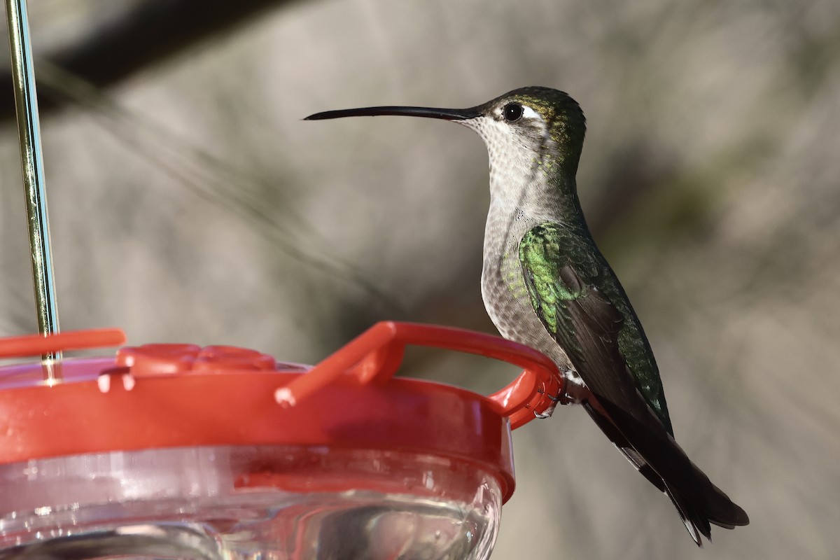 Rivoli's Hummingbird - ML647388025