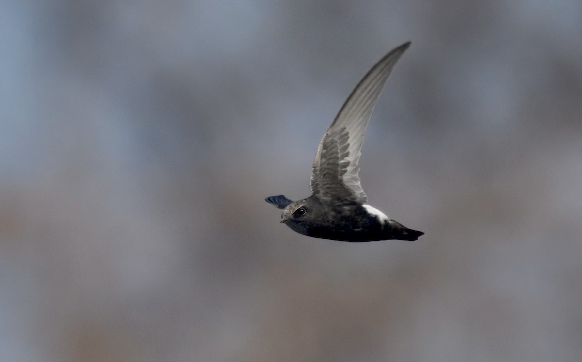 Little Swift - ML647388028