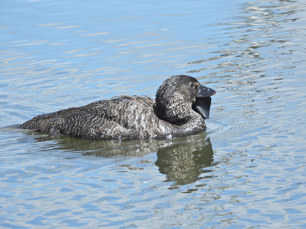 ニオイガモ - ML647388031