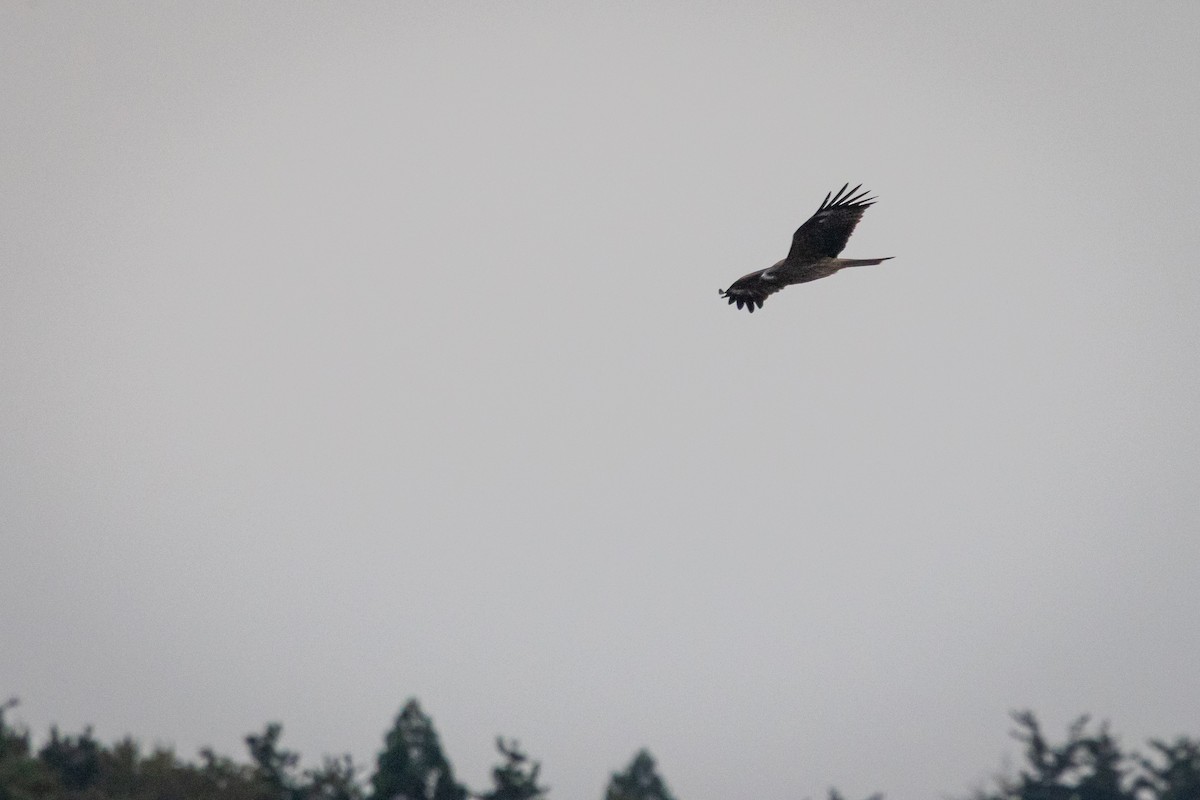 Black Kite (Black-eared) - ML647388033