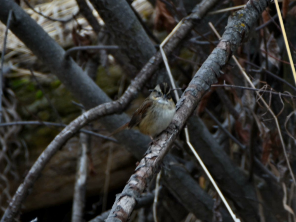 Swamp Sparrow - ML647388034
