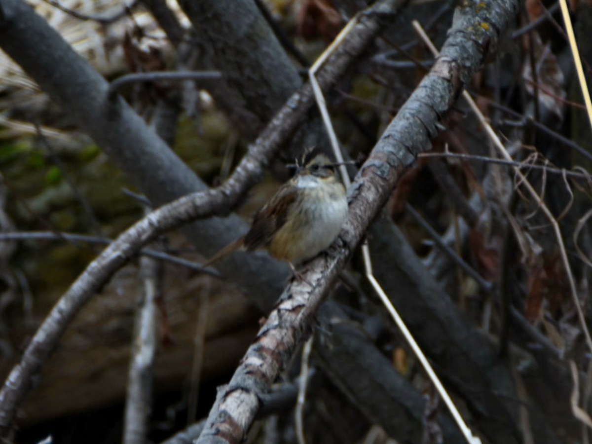 Swamp Sparrow - ML647388037