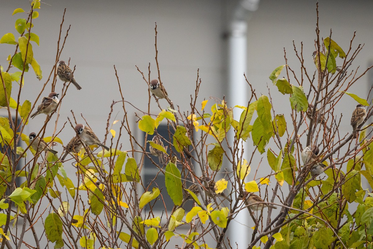 Eurasian Tree Sparrow - ML647388041