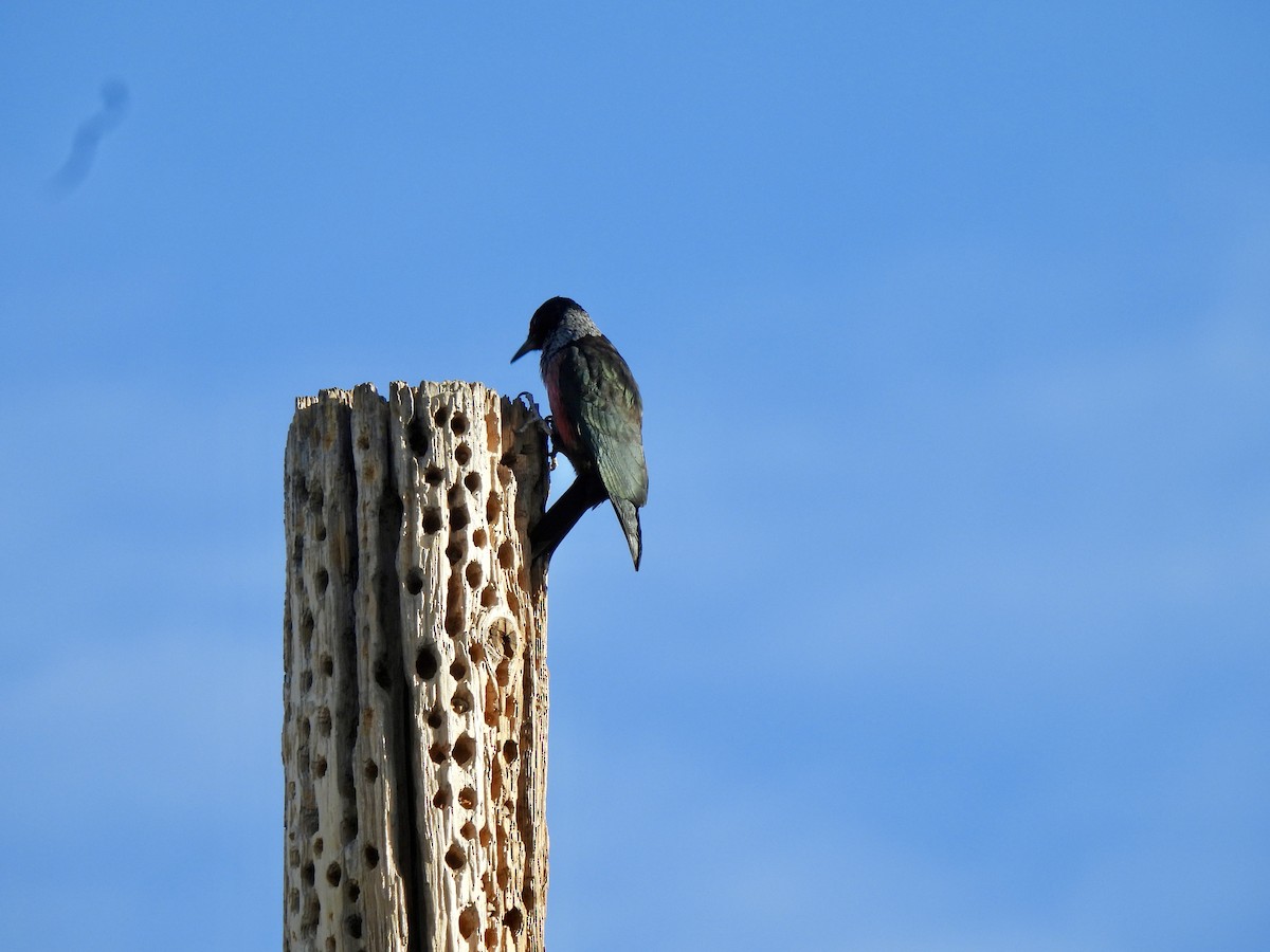 Lewis's Woodpecker - ML647388042