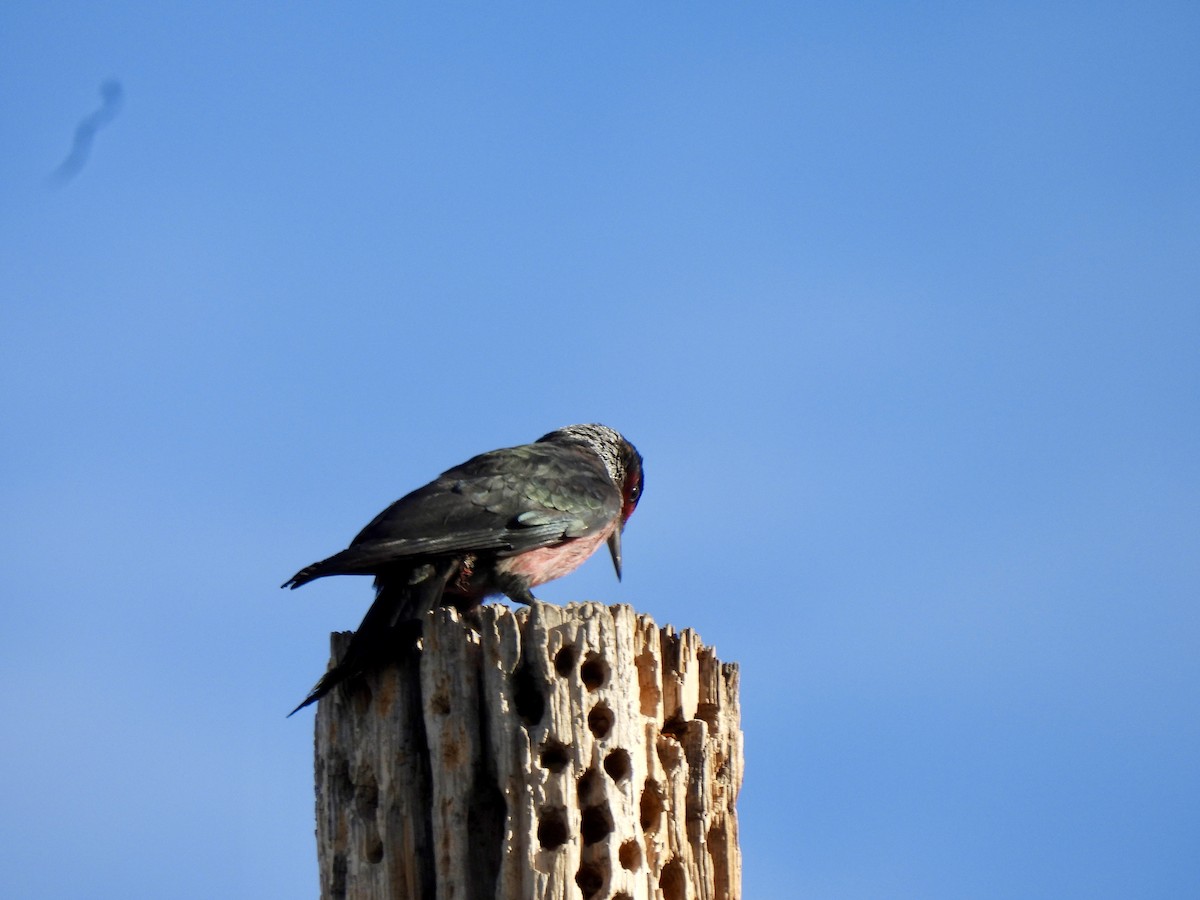Lewis's Woodpecker - ML647388043