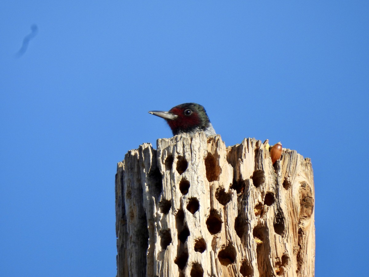Lewis's Woodpecker - ML647388044