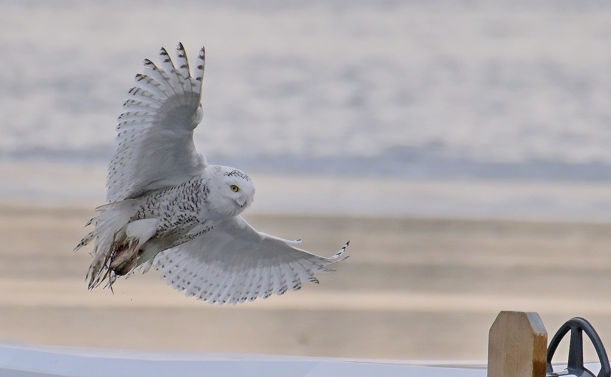 Snowy Owl - ML647388045