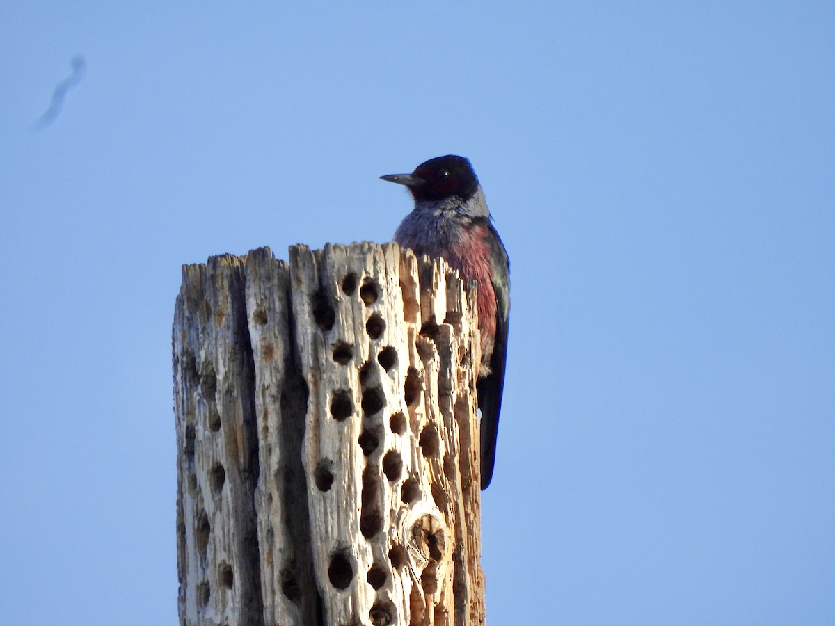 Lewis's Woodpecker - ML647388046