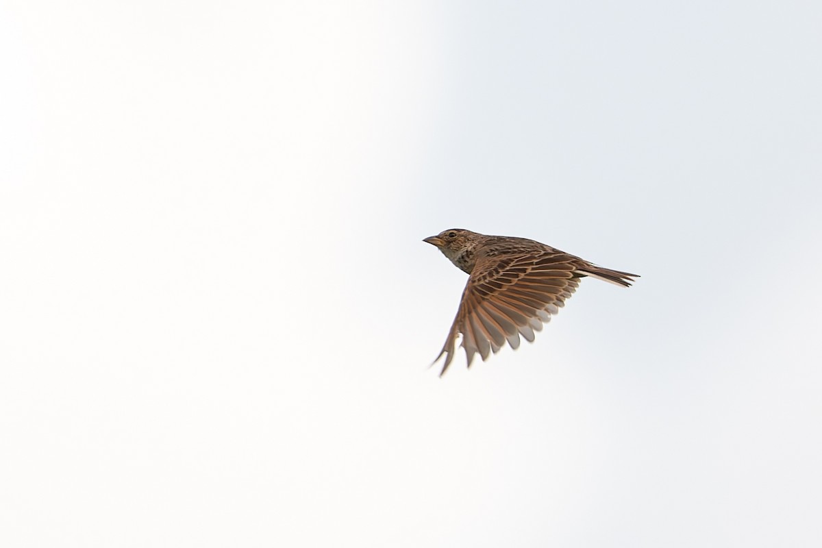 Singing Bushlark - ML647388051