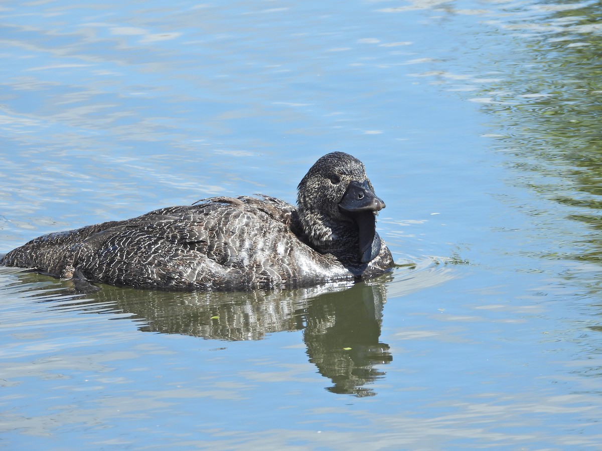 ニオイガモ - ML647388053