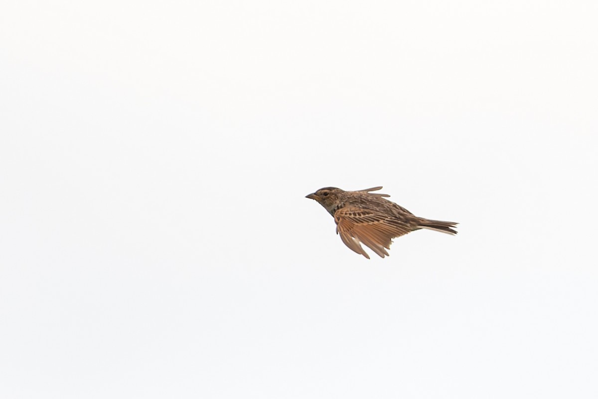 Singing Bushlark - ML647388058