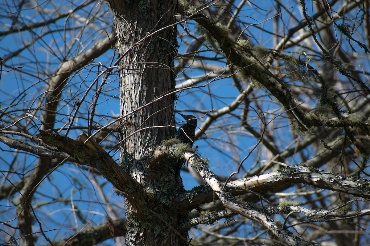 Chilean Flicker - ML647388068