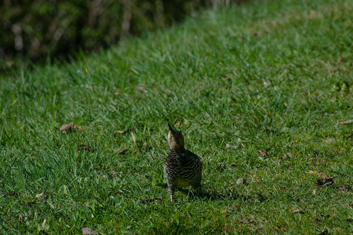 Chilean Flicker - ML647388069