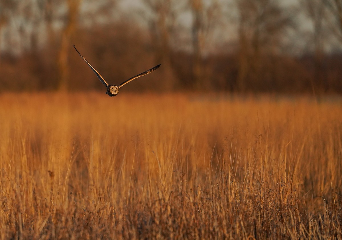 Zingira-hontza - ML647388077