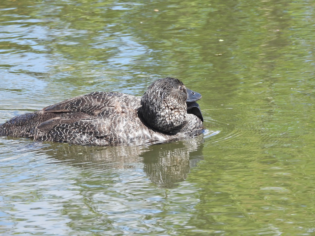 ニオイガモ - ML647388078