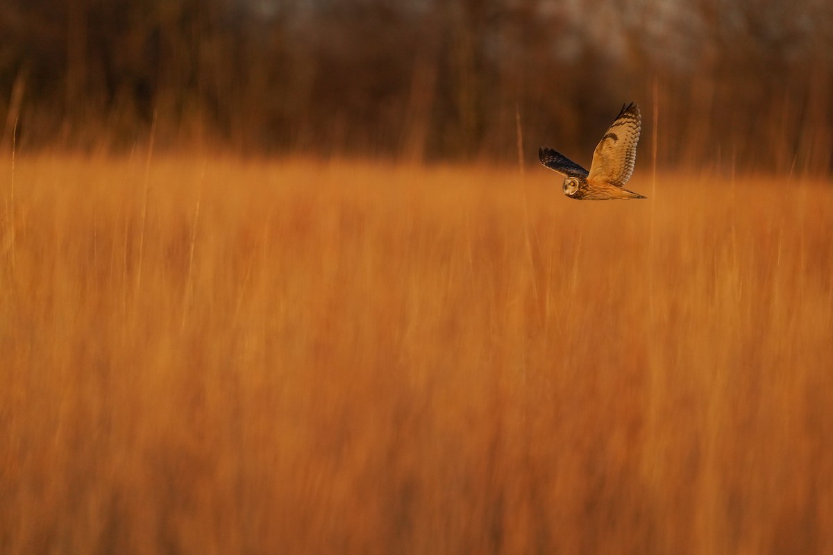 Zingira-hontza - ML647388079