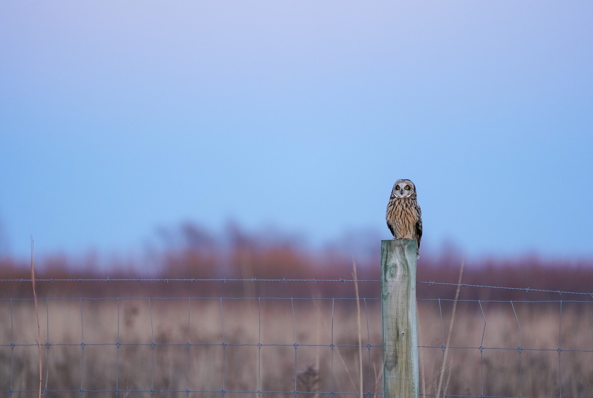 Zingira-hontza - ML647388080