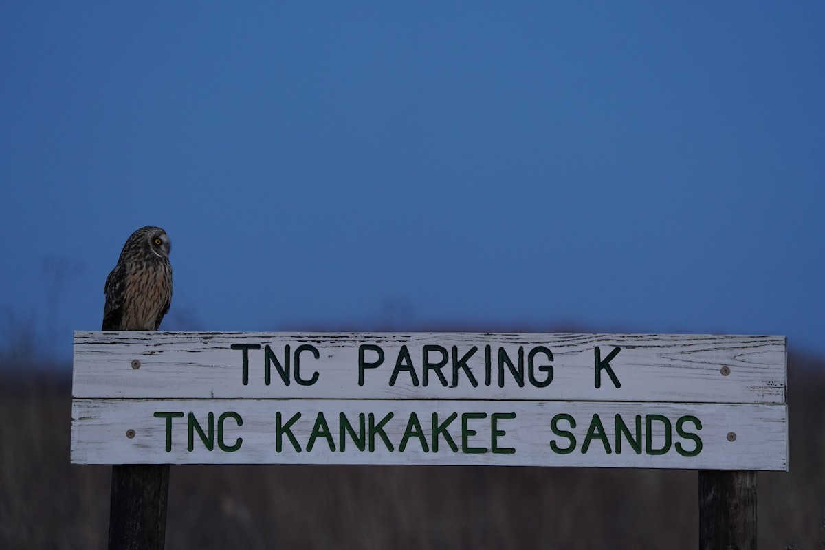 Zingira-hontza - ML647388081