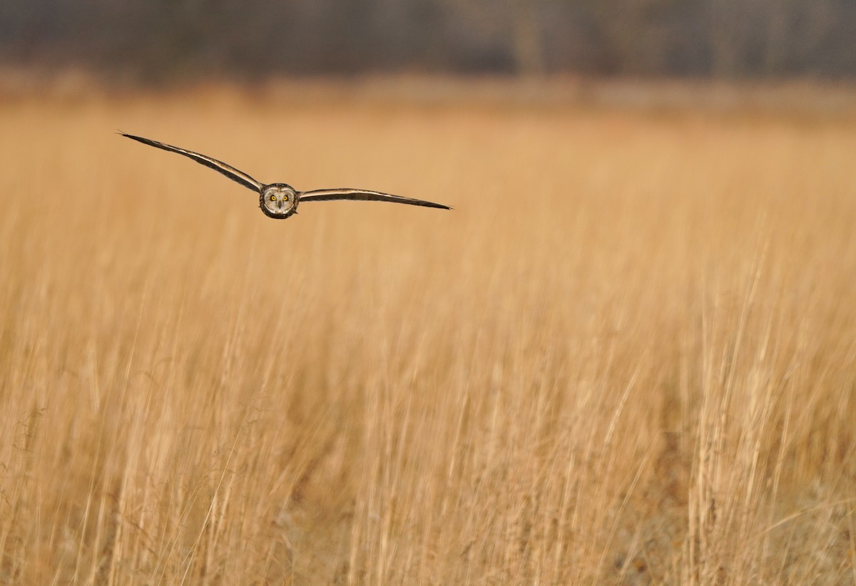 Zingira-hontza - ML647388082