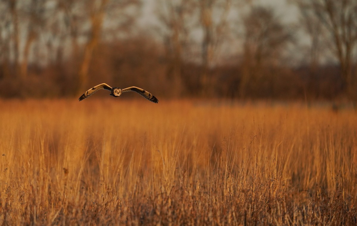 Zingira-hontza - ML647388083