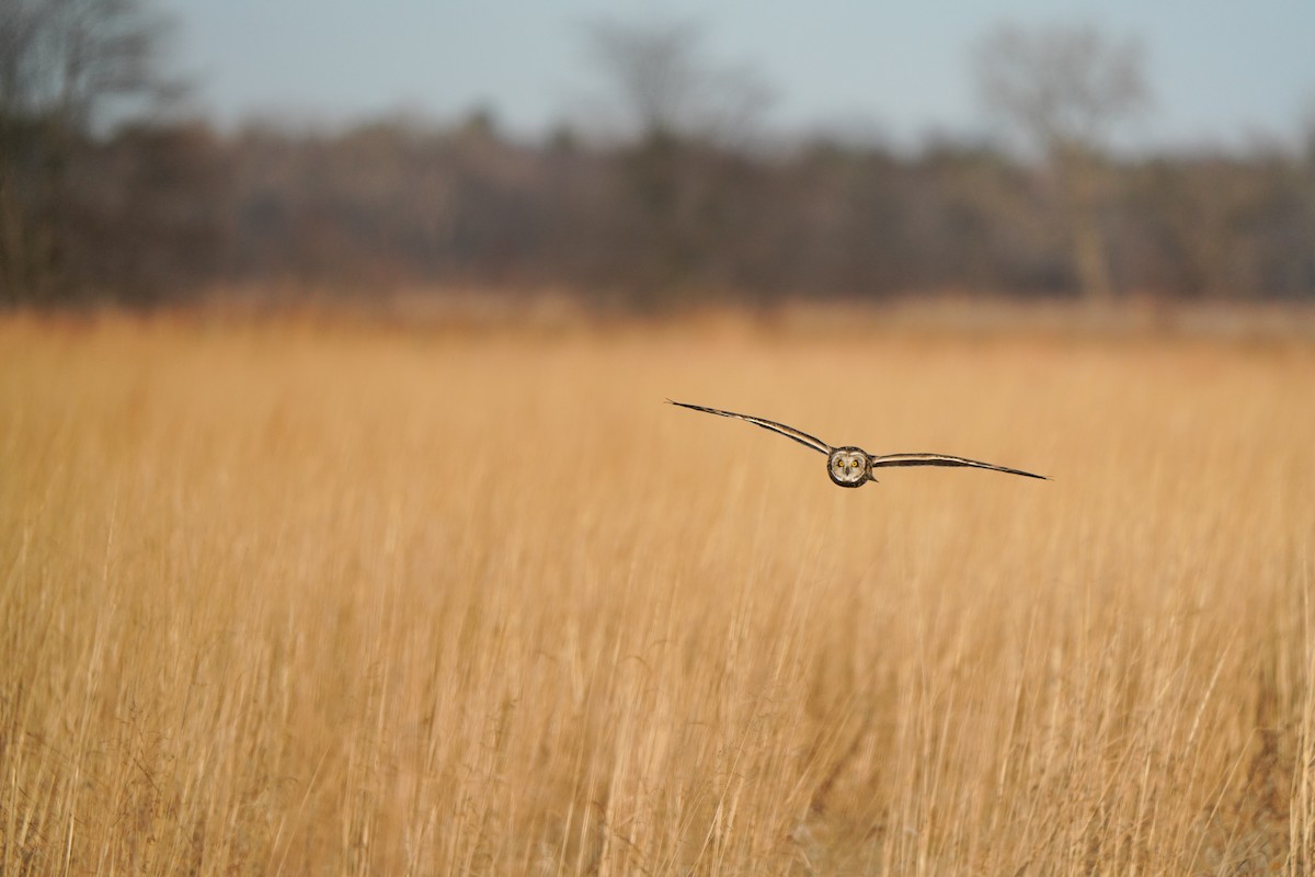 Zingira-hontza - ML647388084