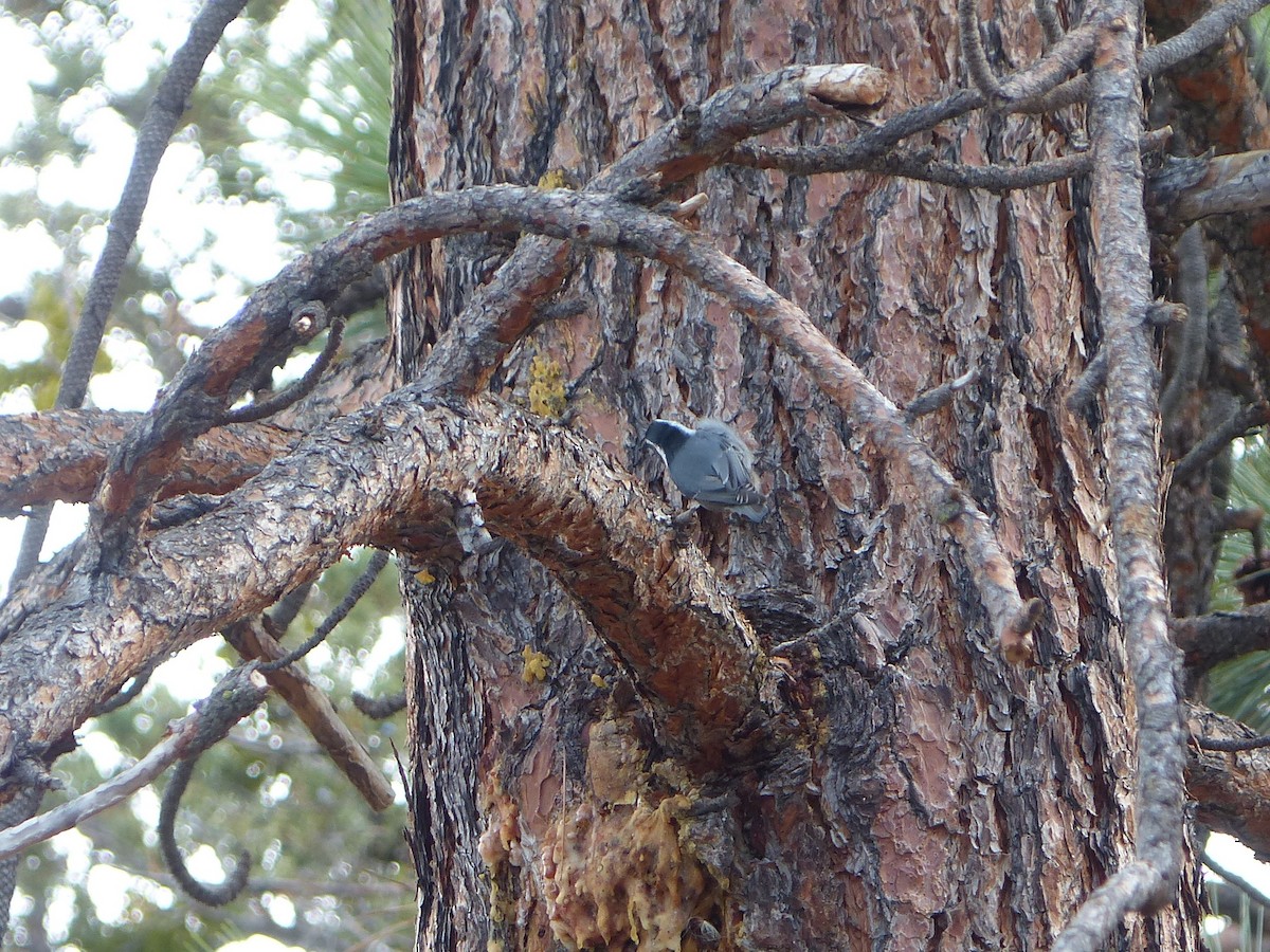 White-breasted Nuthatch - ML647388087