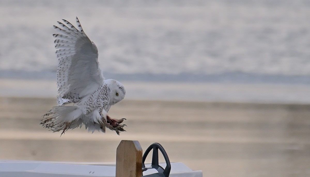 Snowy Owl - ML647388088