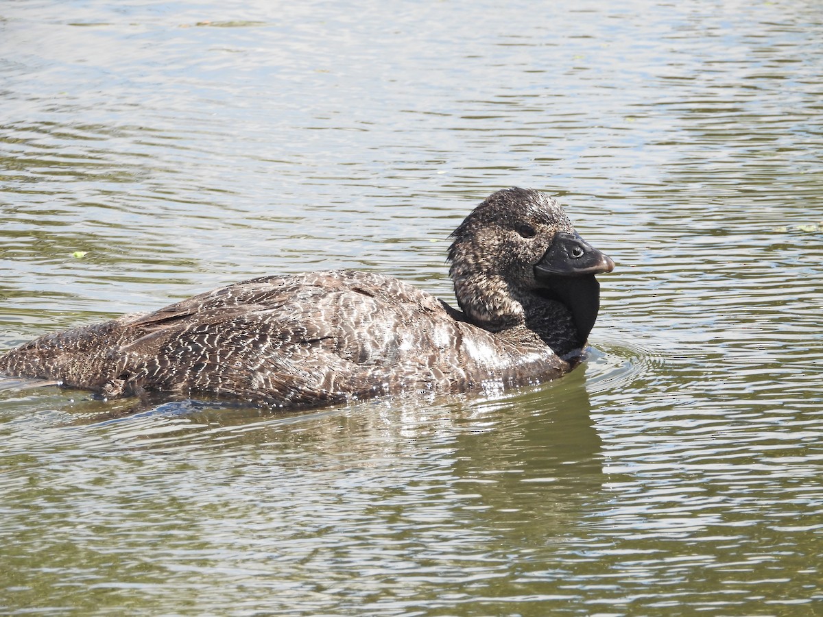 ニオイガモ - ML647388089