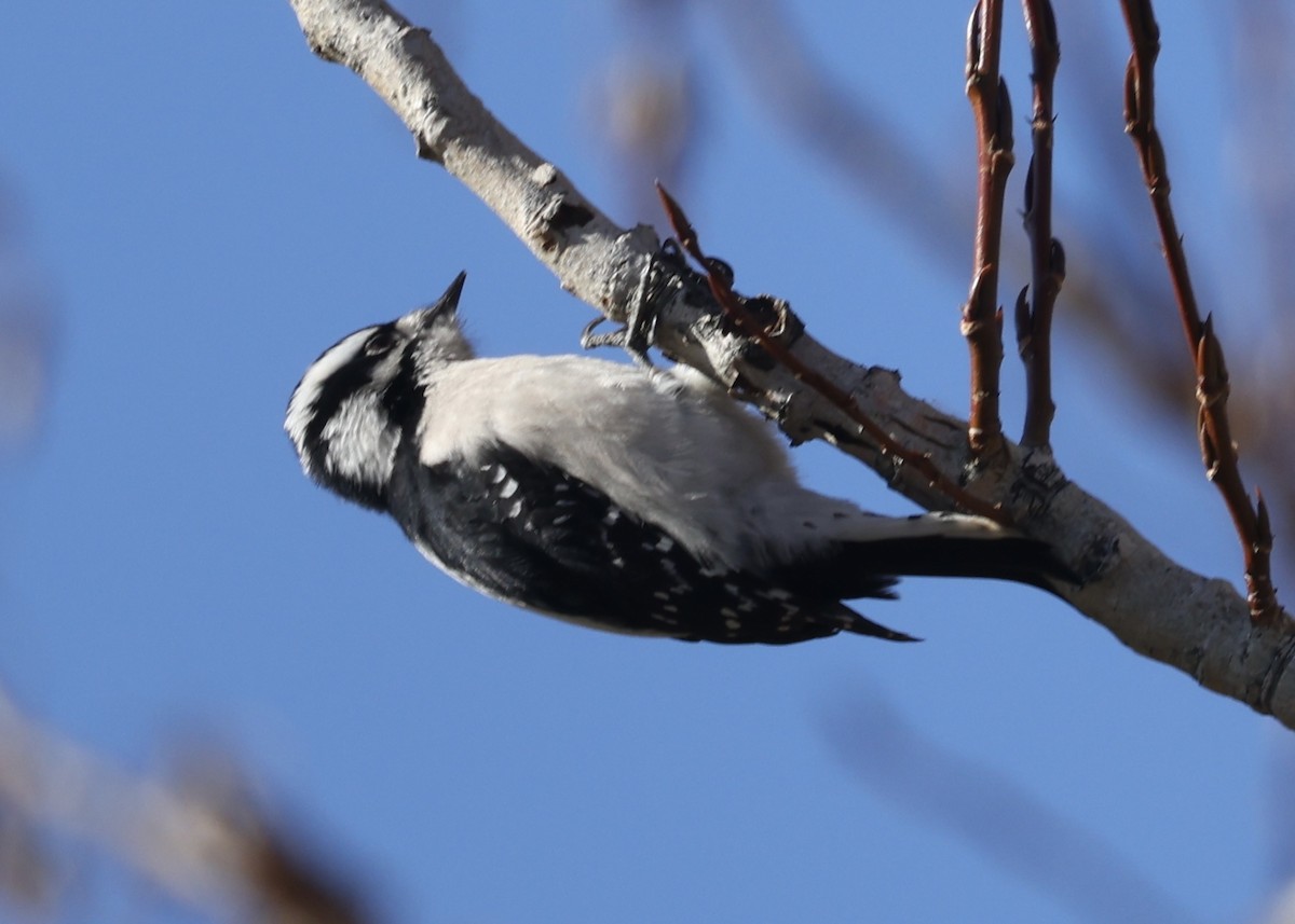 Downy Woodpecker - ML647388094