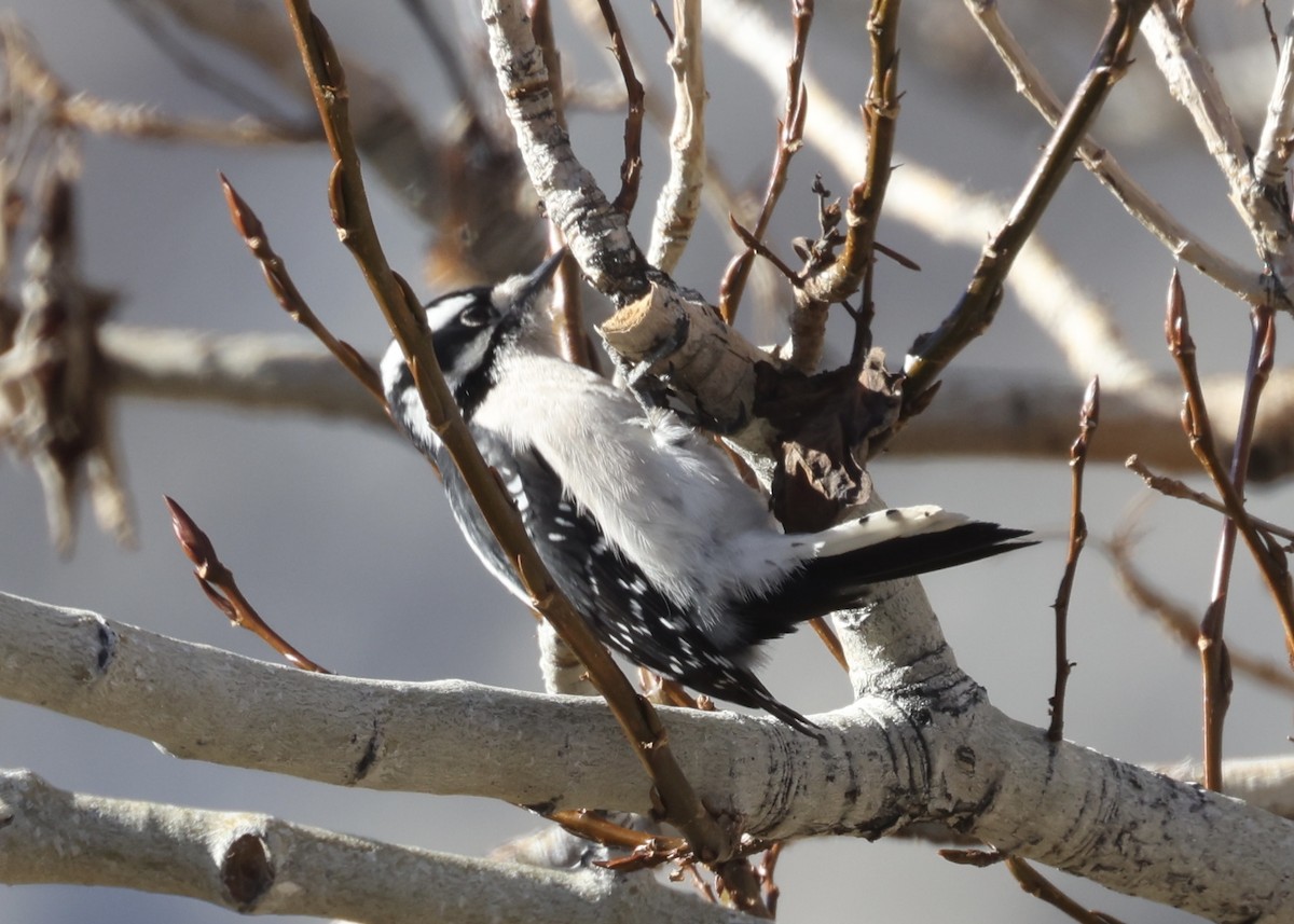 Downy Woodpecker - ML647388095