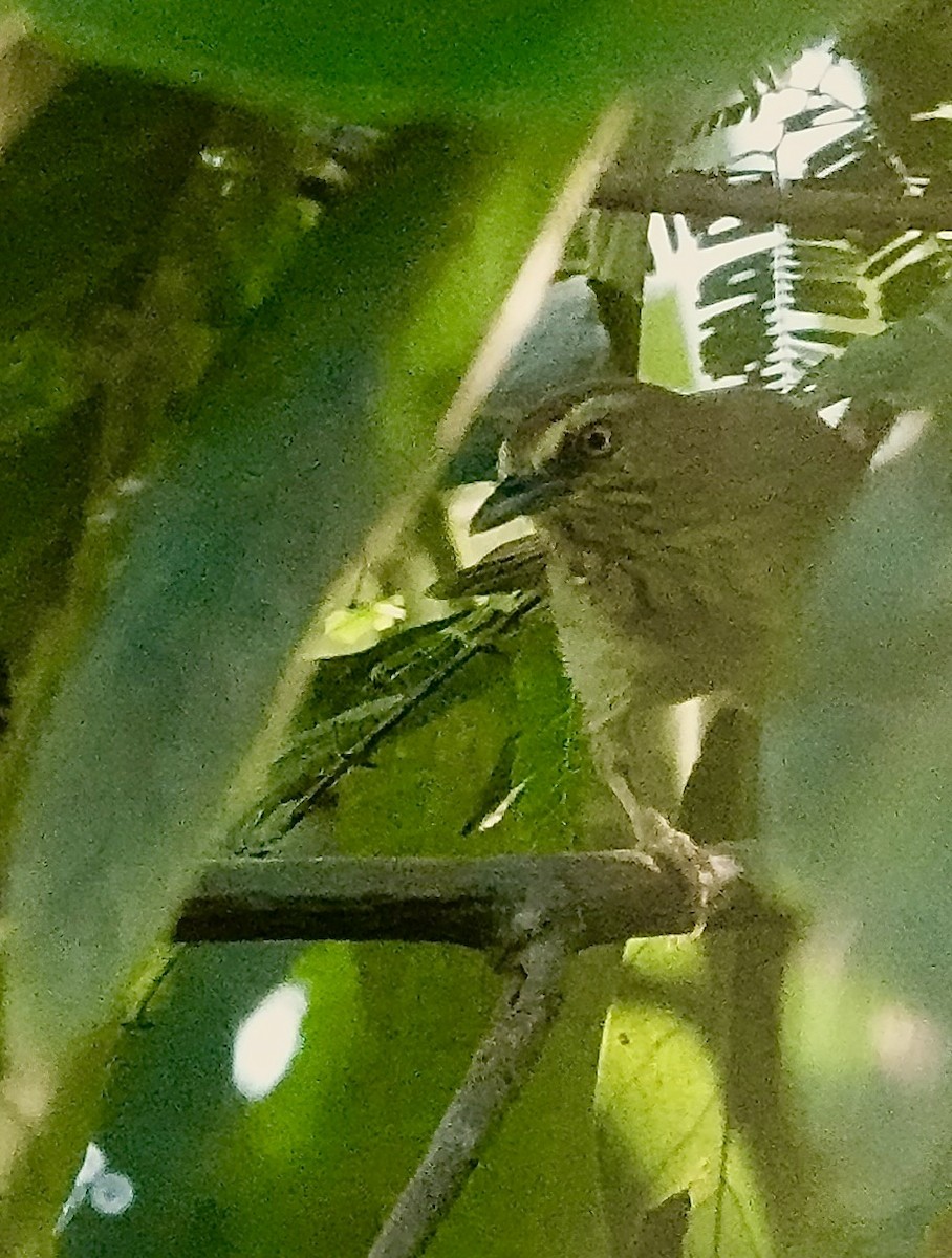 Pin-striped Tit-Babbler - ML647388098