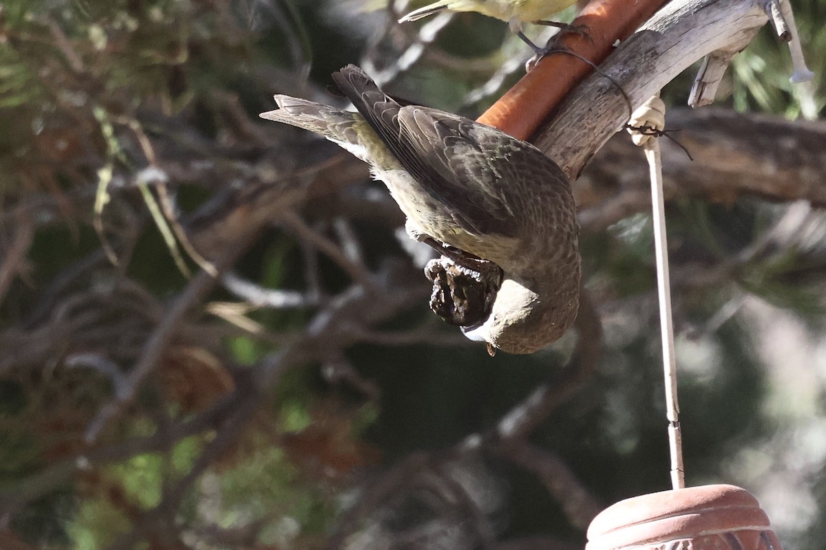 イスカ - ML647388102