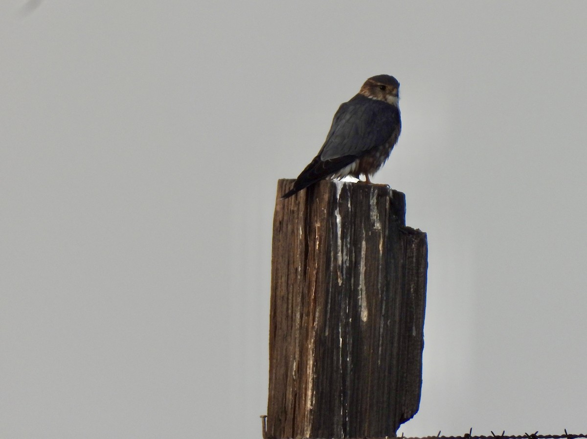 Merlin - ML647388104