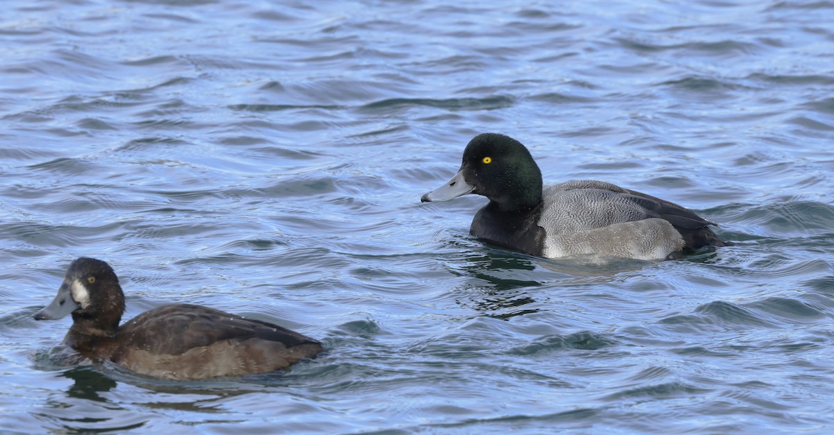 bergand - ML647388111