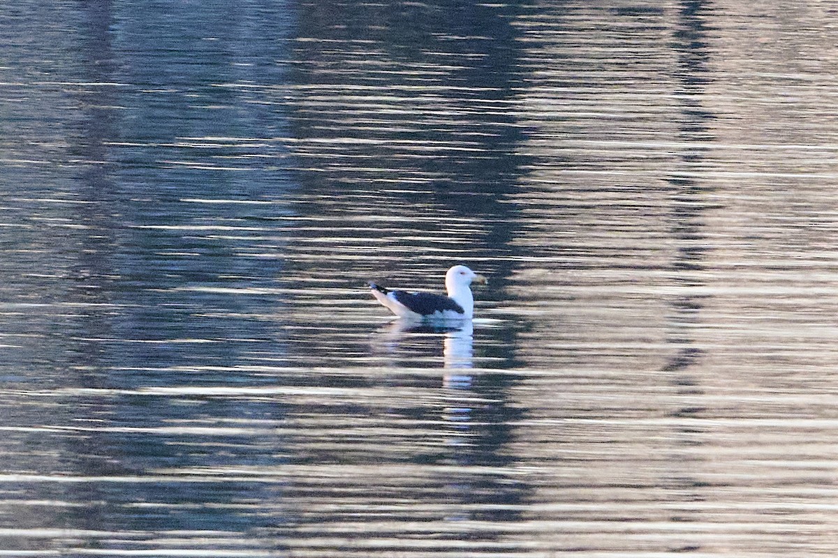 Морская чайка - ML647388112