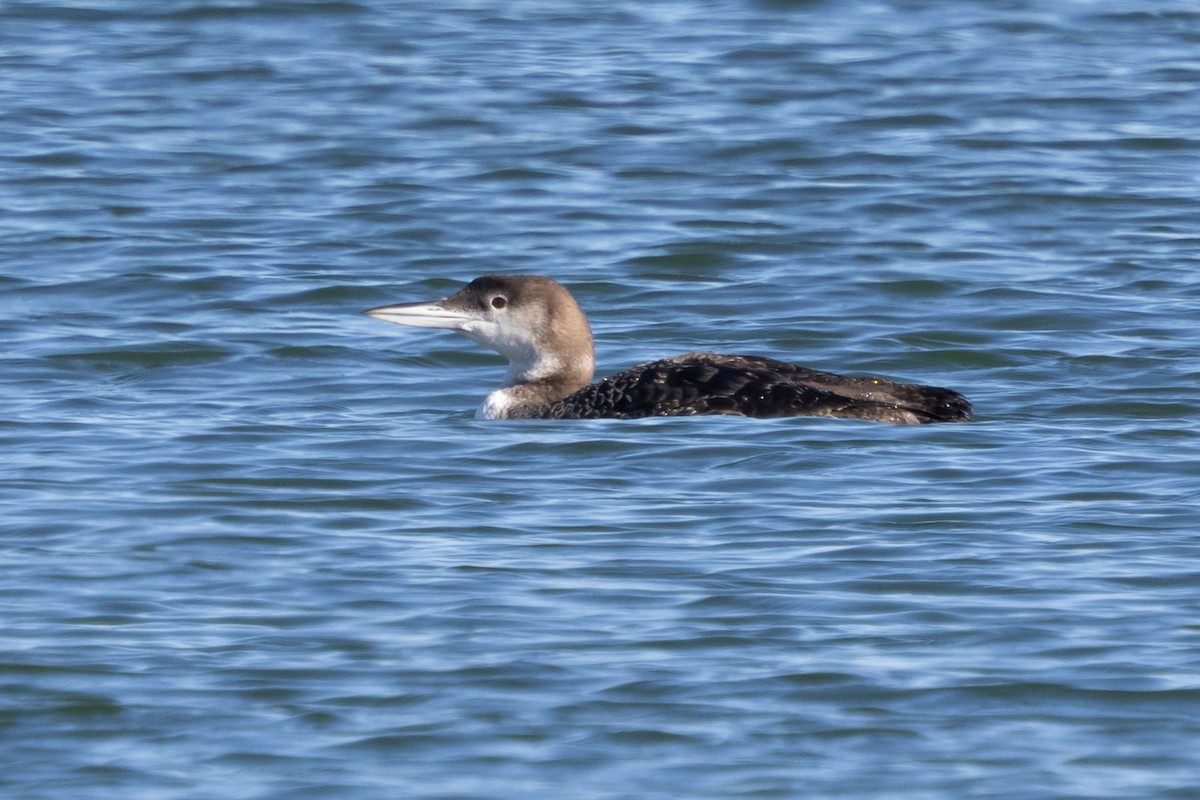 Common Loon - ML647388113