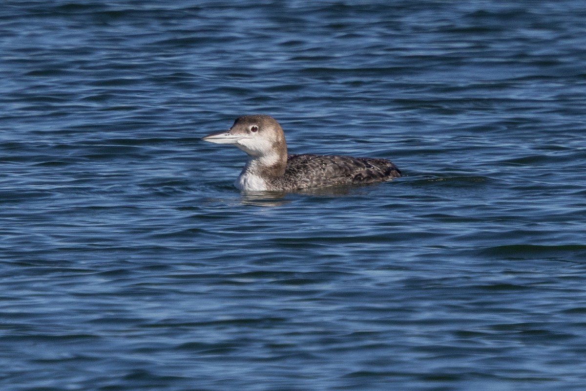 Common Loon - ML647388114