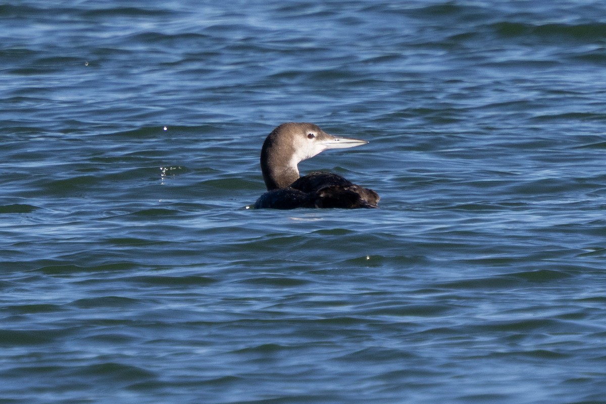 Common Loon - ML647388115