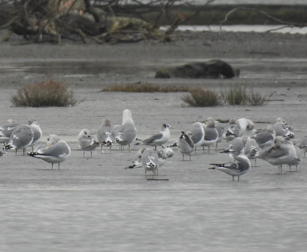 Black-legged Kittiwake - ML647388118