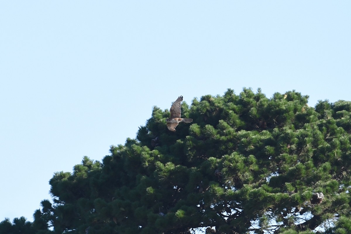 Brown Falcon - ML647388119